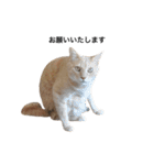 クリーム茶トラのネムと黒猫ピース2（個別スタンプ：5）