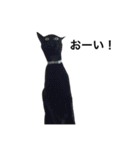クリーム茶トラのネムと黒猫ピース2（個別スタンプ：7）