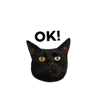 クリーム茶トラのネムと黒猫ピース2（個別スタンプ：10）