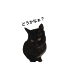クリーム茶トラのネムと黒猫ピース2（個別スタンプ：12）