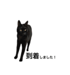 クリーム茶トラのネムと黒猫ピース2（個別スタンプ：13）