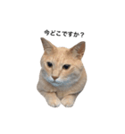 クリーム茶トラのネムと黒猫ピース2（個別スタンプ：15）