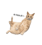クリーム茶トラのネムと黒猫ピース2（個別スタンプ：16）