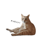 クリーム茶トラのネムと黒猫ピース2（個別スタンプ：19）