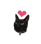 クリーム茶トラのネムと黒猫ピース2（個別スタンプ：21）