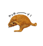 クリーム茶トラのネムと黒猫ピース2（個別スタンプ：22）