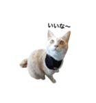クリーム茶トラのネムと黒猫ピース2（個別スタンプ：23）