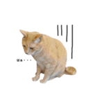 クリーム茶トラのネムと黒猫ピース2（個別スタンプ：24）