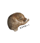 クリーム茶トラのネムと黒猫ピース2（個別スタンプ：26）