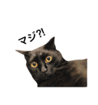 クリーム茶トラのネムと黒猫ピース2（個別スタンプ：27）