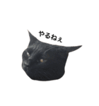クリーム茶トラのネムと黒猫ピース2（個別スタンプ：29）