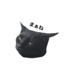 クリーム茶トラのネムと黒猫ピース2（個別スタンプ：30）