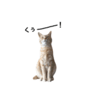 クリーム茶トラのネムと黒猫ピース2（個別スタンプ：31）