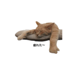 クリーム茶トラのネムと黒猫ピース2（個別スタンプ：32）