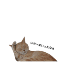 クリーム茶トラのネムと黒猫ピース2（個別スタンプ：33）