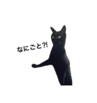 クリーム茶トラのネムと黒猫ピース2（個別スタンプ：34）