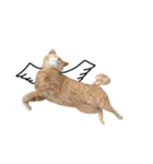 クリーム茶トラのネムと黒猫ピース2（個別スタンプ：37）