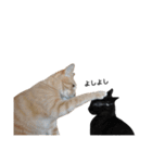 クリーム茶トラのネムと黒猫ピース2（個別スタンプ：40）