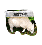 実写ひつじ（個別スタンプ：7）