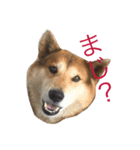 イケメンりきりき（個別スタンプ：1）