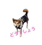 イケメンりきりき（個別スタンプ：4）