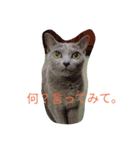 友達に寄り添うネコNo.2（個別スタンプ：3）