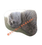 友達に寄り添うネコNo.2（個別スタンプ：12）