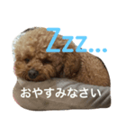 かわいいトイプースタンプwithメッセージ（個別スタンプ：1）