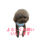 かわいいトイプースタンプwithメッセージ（個別スタンプ：2）