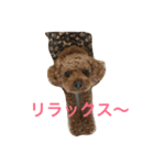 かわいいトイプースタンプwithメッセージ（個別スタンプ：3）