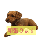 かわいいトイプースタンプwithメッセージ（個別スタンプ：8）