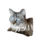気分屋サバトラぼんすけ（個別スタンプ：4）
