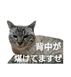 気分屋サバトラぼんすけ（個別スタンプ：14）