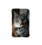 アポロの一言（個別スタンプ：20）