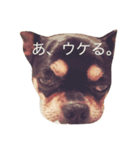 大御所様（個別スタンプ：1）