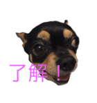 大御所様（個別スタンプ：4）