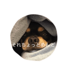 大御所様（個別スタンプ：8）