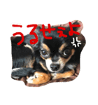 めめライフ（個別スタンプ：4）