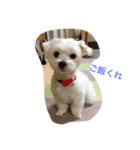 マルチーズのサラちゃん。（個別スタンプ：3）