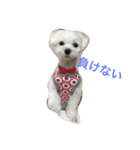 マルチーズのサラちゃん。（個別スタンプ：5）
