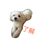マルチーズのサラちゃん。（個別スタンプ：6）