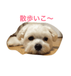 マルチーズのサラちゃん。（個別スタンプ：7）