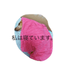 可愛い姉妹ワンコ（個別スタンプ：7）
