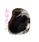 モルモット ねね 日常会話（個別スタンプ：1）
