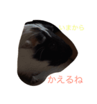 モルモット ねね 日常会話（個別スタンプ：3）