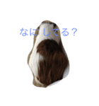 モルモット ねね 日常会話（個別スタンプ：4）