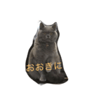 ゆず1（個別スタンプ：5）