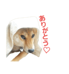 柴犬ハナちゃん（個別スタンプ：1）