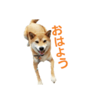 柴犬ハナちゃん（個別スタンプ：3）