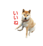 柴犬ハナちゃん（個別スタンプ：5）